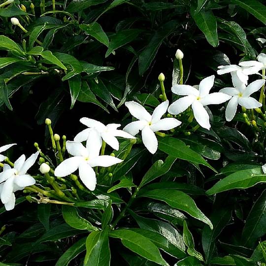 Chameli Plants 
