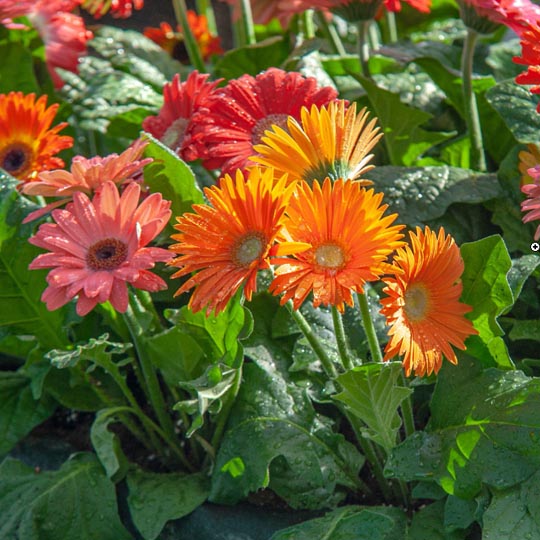 Jarbera Plants