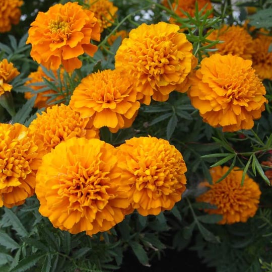 Merigold Plant