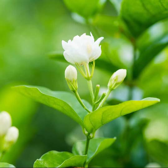 Mogra Plants