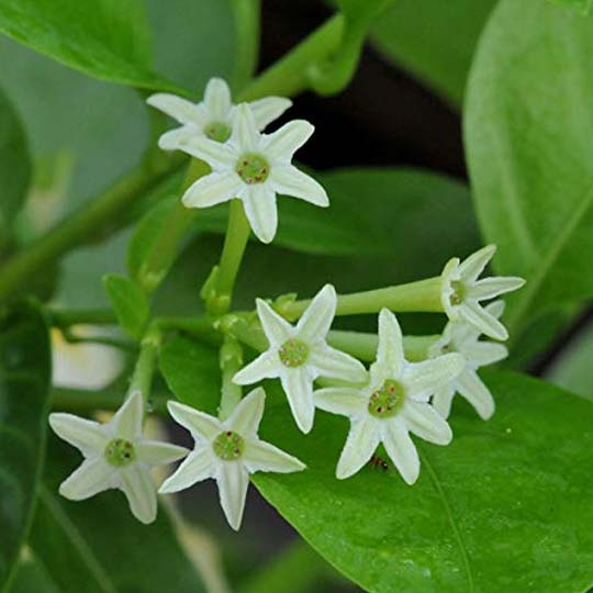 Ratrani Plants