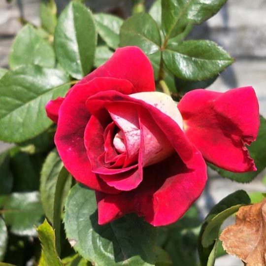 Rose Plants